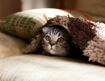Hay varias maneras sencillas de quitar la pelusa de gato de la ropa. UNSPLASH / M. VASILYEV
