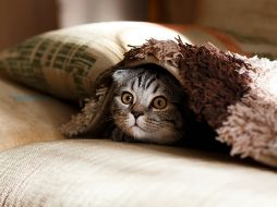 Hay varias maneras sencillas de quitar la pelusa de gato de la ropa. UNSPLASH / M. VASILYEV