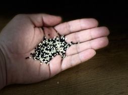 La semilla de sésamo negro toma preponderancia en la alimentación de las personas, ya que contiene un alto contenido de calcio, superando al de la leche. EL INFORMADOR / O. Álvarez
