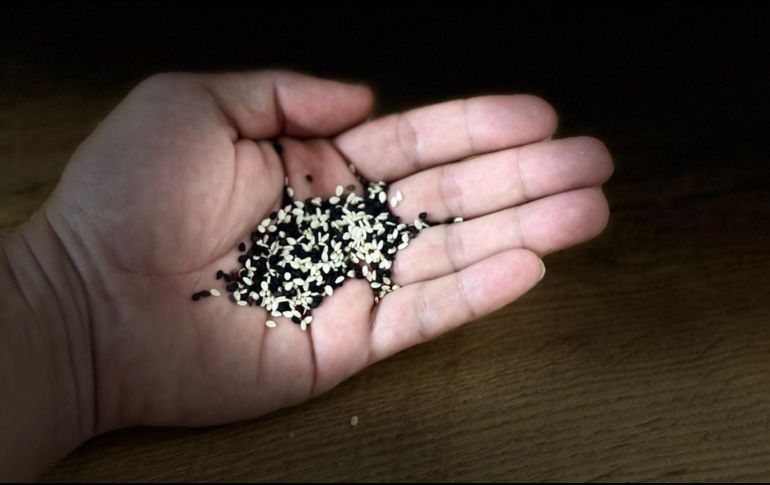 La semilla de sésamo negro toma preponderancia en la alimentación de las personas, ya que contiene un alto contenido de calcio, superando al de la leche. EL INFORMADOR / O. Álvarez