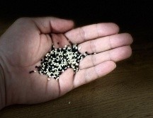 La semilla de sésamo negro toma preponderancia en la alimentación de las personas, ya que contiene un alto contenido de calcio, superando al de la leche. EL INFORMADOR / O. Álvarez