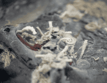 Esta foto es una muestra de una placa rocosa girada que muestra la presencia de gusanos tubulares Riftia y Oasisia, así como otros organismos. AP / ARCHIVO