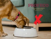 La institución analizó un total de 46 marcas de alimentos para perro. ESPECIAL/Pexels y CANVA