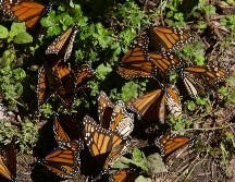 Uno de los espectáculos náurales más emblemáticos de México, la Mariposa Monarca. SUN/ARCHIVO