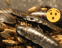 El equipo de científicos tiene planeado asegurar la salud y protección de esta cucaracha. Pixabay