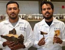 La Unam expuso que el árbol descubierto fue observado por Torres Montufar y su equipo de investigación. Boletín UNAM