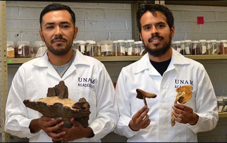 La Unam expuso que el árbol descubierto fue observado por Torres Montufar y su equipo de investigación. Boletín UNAM