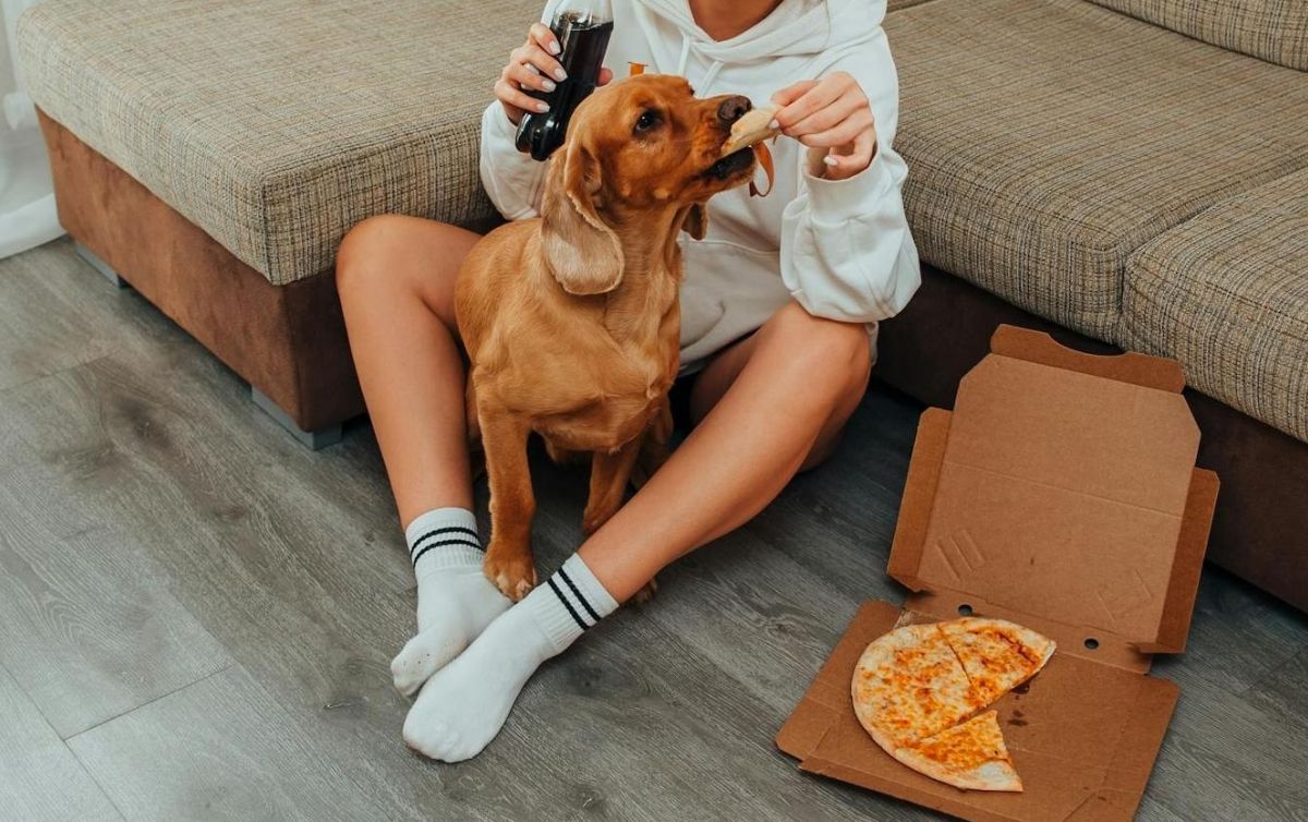 está bien la salsa de pizza para perros