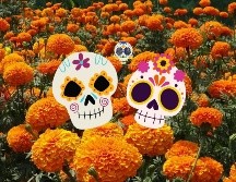 El cempasúchil (Tagetes erecta) tiene sus raíces en las culturas prehispánicas de México. Para los mexicas y otras civilizaciones, esta flor no solo era valorada por su belleza, sino también por sus propiedades medicinales y su uso en rituales.  CANVA