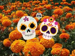 El cempasúchil (Tagetes erecta) tiene sus raíces en las culturas prehispánicas de México. Para los mexicas y otras civilizaciones, esta flor no solo era valorada por su belleza, sino también por sus propiedades medicinales y su uso en rituales.  CANVA