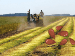 Entre los beneficios de esta semilla se encuentra la prevención de enfermedades autoinmunes como artritis, psoriasis y lupus. AFP / ARCHIVO