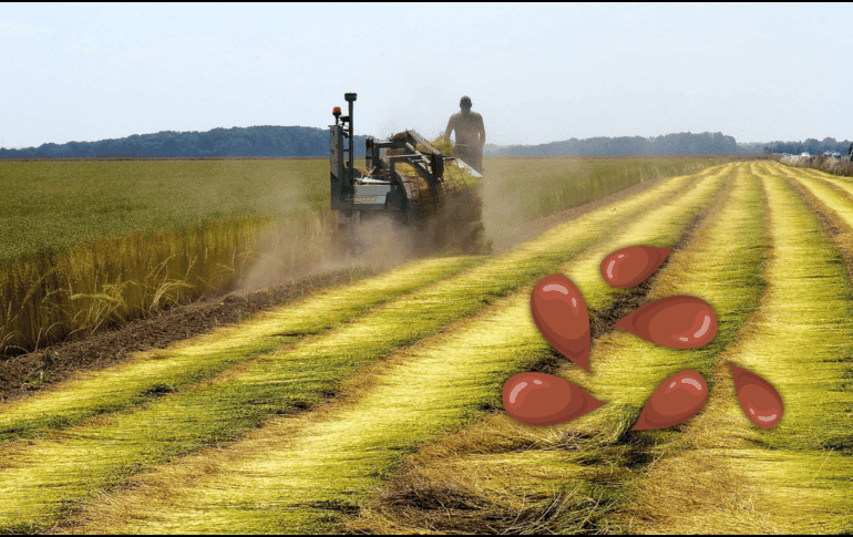 Entre los beneficios de esta semilla se encuentra la prevención de enfermedades autoinmunes como artritis, psoriasis y lupus. AFP / ARCHIVO