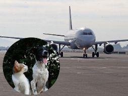 En el caso de Volaris de acuerdo con la información disponible en su página web, el servicio de animales de apoyo emocional no tiene un costo adicional. EL INFORMADOR / ARCHIVO / A. BARWA