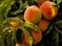 Originario de China, el durazno es considerado un símbolo de longevidad e inmortalidad. ESPECIAL / Foto de Ian Baldwin en Unsplash