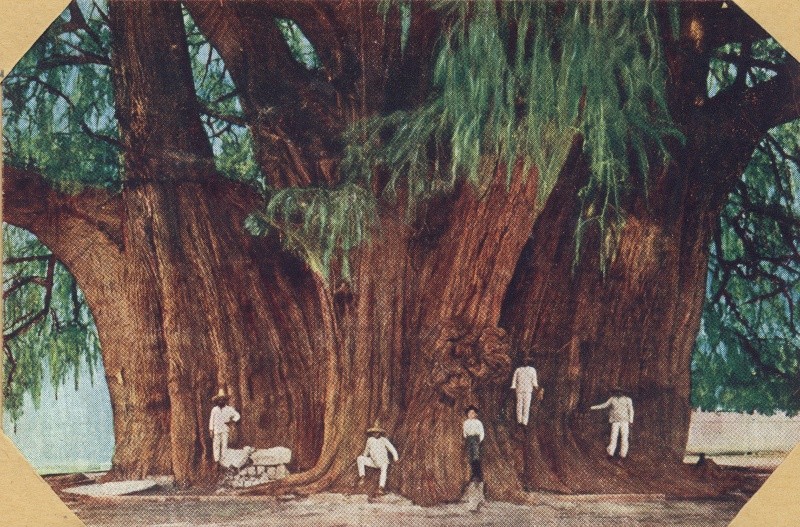 Tronco del gigantesco Árbol del Tule que ha sido retratado por viajeros y artistas durante siglos, la imagén representa personas de principios del siglo XX (1900 y 1920). EL INFORMADOR / ARCHIVO