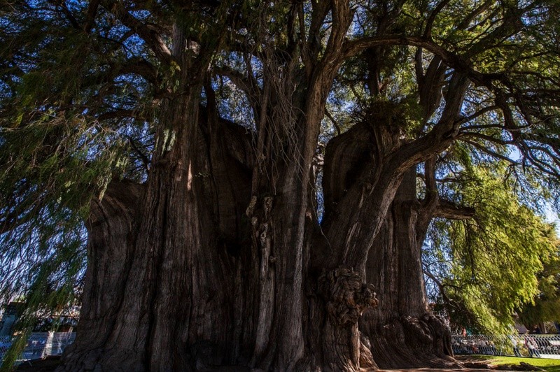 Un atractivo turístico con un peso de 636 toneladas, es el árbol más grande de México. EL INFORMADOR / ARCHIVO 