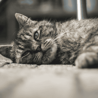 ¿Los gatos pueden morir de tristeza?, especialista revela la verdad