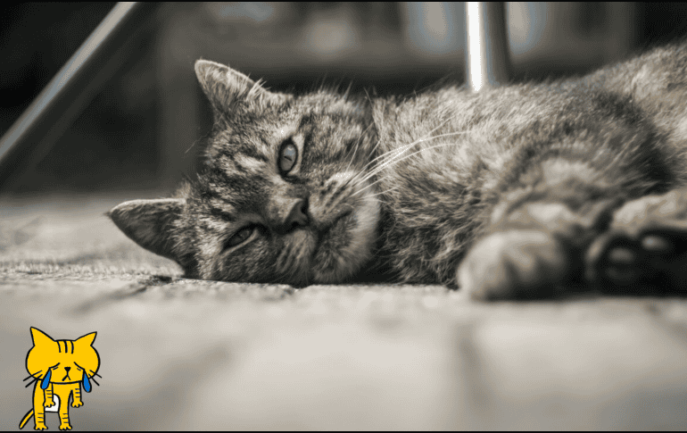 Según ExpertoAnimal, estos felinos pueden mostrar signos de duelo o depresión. FREEPIK