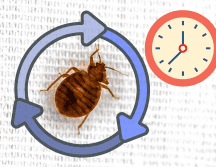 Su ciclo de vida se divide en tres etapas: huevo, ninfa y adulto. Canva
