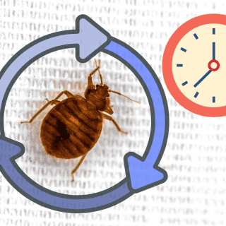 ¿Cuánto tiempo vive una CHINCHE?