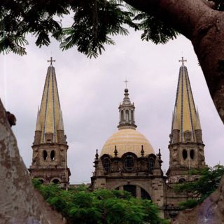 ¿Cuál es el árbol más antiguo de Guadalajara y dónde se encuentra?
