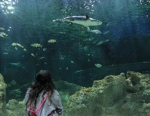 Vientos del norte impactaron de forma directa a la construcción del acuario. EL INFORMADOR/ARCHIVO