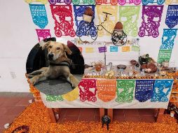 Aquí te contamos todos los elementos que debe llevar la ofrenda para acoger el ánima de tu mascota. SUN / ARCHIVO