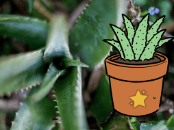 La sábila representa un símbolo de abundancia en muchas culturas. EL INFORMADOR / ARCHIVO