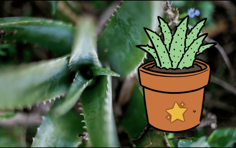 La sábila representa un símbolo de abundancia en muchas culturas. EL INFORMADOR / ARCHIVO