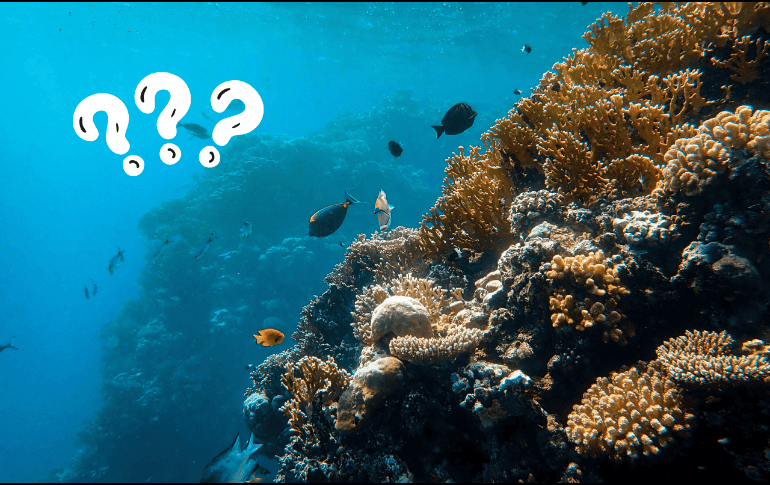 Esta técnica les ha permitido cazar más presas en menor tiempo y con menor gasto de energía. Pexels