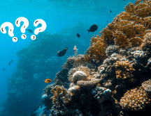 Esta técnica les ha permitido cazar más presas en menor tiempo y con menor gasto de energía. Pexels