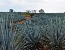 El Consejo Regulador del Tequila (CRT) hizo un llamado a los productores de agave a obtener la certificación Agave Responsable Social la cual les permitirá acuerdos directos para la comercialización de la planta con los industriales. ESPECIAL