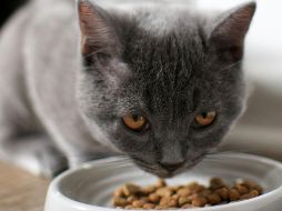 Los gatos prefieren estar solos cuando comen. UNSPLASH / F. WÖLKE