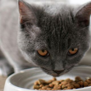 Esta es la cantidad y el horario ideal para alimentar a tu gato