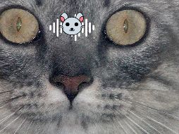 Esta es una de las características fascinantes de los gatos. NOTIMEX/FOTO/GUSTAVO DURÁN/GDH/ENV/HUM/