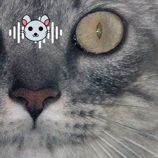 Esta es la fascinante capacidad que tienen los gatos para captar sonidos