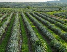 En esta primera etapa, la Certificación ARS, incluye a los agaveros que se han dedicado al cultivo entre 1994 y 2017. ESPECIAL.