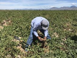 Los programas buscan lograr la soberanía alimentaria. EFE / ARCHIVO