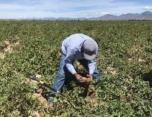 Los programas buscan lograr la soberanía alimentaria. EFE / ARCHIVO