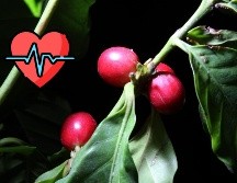 El café es uno de los productos que suele producirse de forma orgánica. NOTIMEX / ARCHIVO