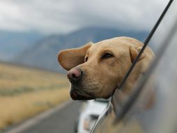 Nunca dejes sola a tu mascota dentro de ningún vehículo. UNSPLASH / E. PETERS