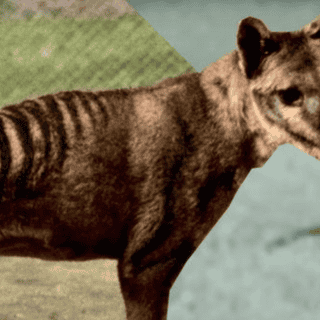 Científicos ya pueden 'revivir' al tigre de Tasmania que estaba extinto