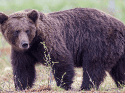 Muchas personas estaban desconsoladas y devastadas por su muerte, señalando que era una trágica pérdida. Pixabay