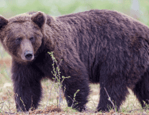 Muchas personas estaban desconsoladas y devastadas por su muerte, señalando que era una trágica pérdida. Pixabay