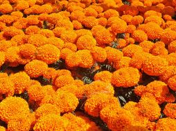 El nombre Cempasúchil proviene del náhuatl Cempohualxochitl, que significa 