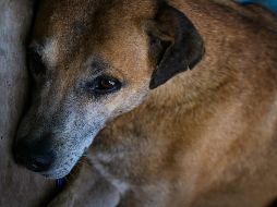 Los perros son considerados 