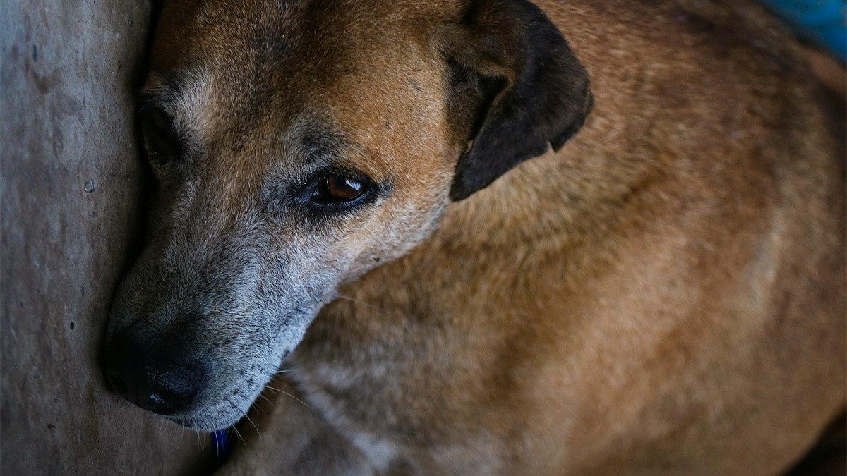 los perros mueren de tristeza