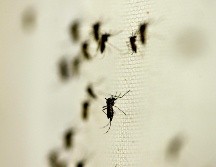 Jalisco, Nuevo León, Veracruz, Guerrero y Morelos concentran el 41 por ciento de los casos de dengue a nivel nacional. NTX/ ARCHIVO