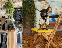 Siempre es una buena opción llevar a tu lomito a desayunar o tomar un café contigo. ESPECIAL/Pexels