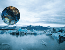 La salinidad del agua provocada por el deshielo de la Antártida, está teniendo consecuencias muy graves en el planeta. Pixabay